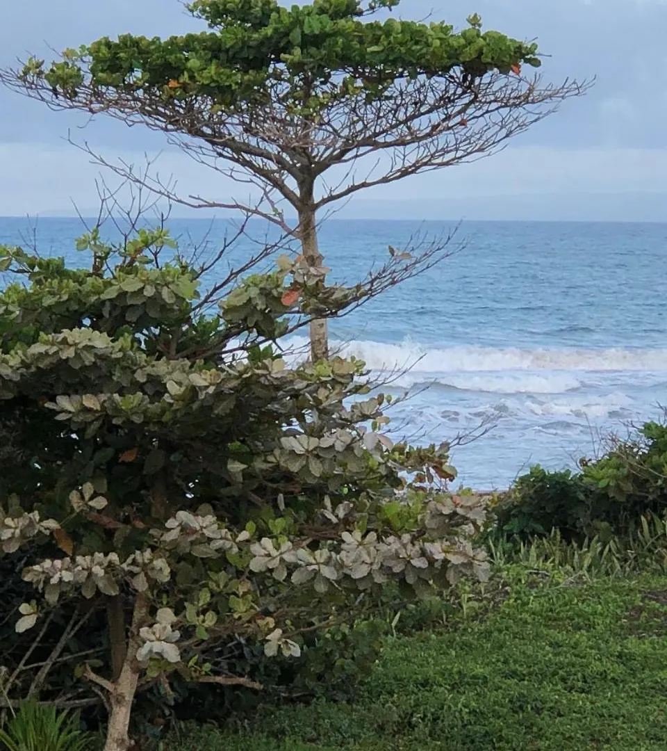 *** 公寓式酒店 Barefoot Beach Pad 喀巴里特 多米尼加共和国